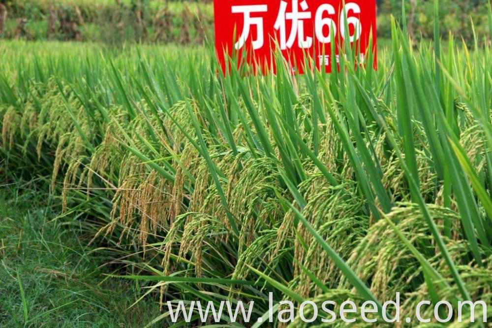 paddy seed price